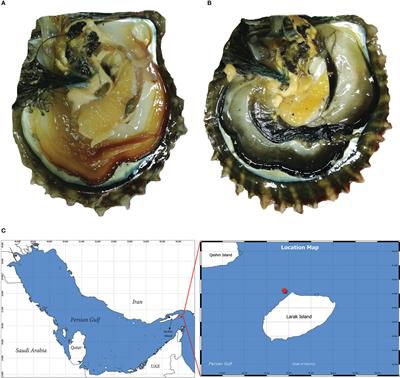 Expression pattern of genes involved in biomineralization in black and orange mantle tissues of pearl oyster, Pinctada persica